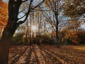 Trees in forest during autumn