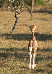 Baringo giraffe, giraffa camelopardalis, national park, uganda