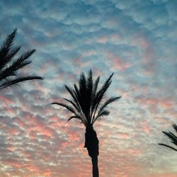 Low angle view of silhouette palm tree against sky at sunset