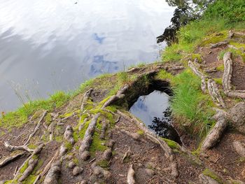 High angle view of tree by lake