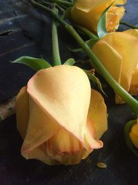 Close-up of rose on leaf