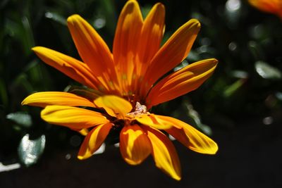 Close-up of orange flower