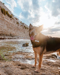 View of dog standing on land