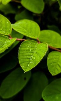 Close-up of raindrops on leaves