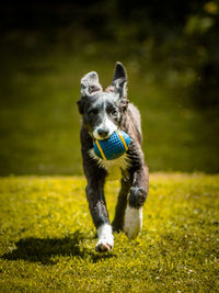 Portrait of dog running on field