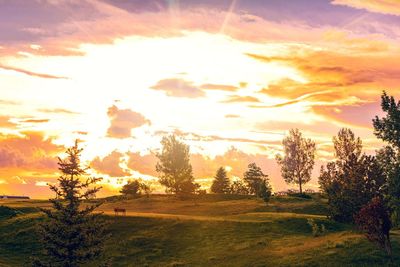 Trees on field against sky during sunset