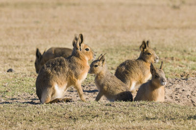 Close-up of rabbit on field