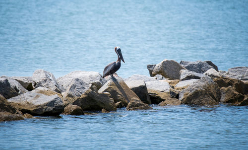 Birds perching on rock in sea