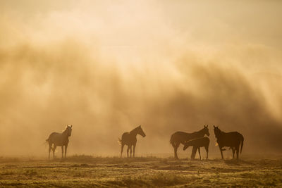 Horses on a field