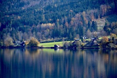 Scenic view of lake in forest