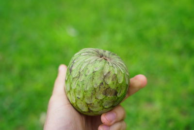 Close-up of hand holding apple