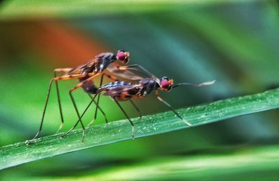 Close-up of insect on leaf