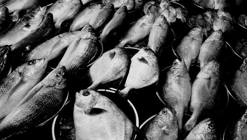 Full frame shot of fish for sale at street market