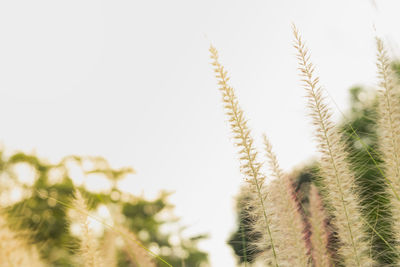 Close-up of stalks against clear sky