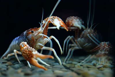 Close-up of crab in sea