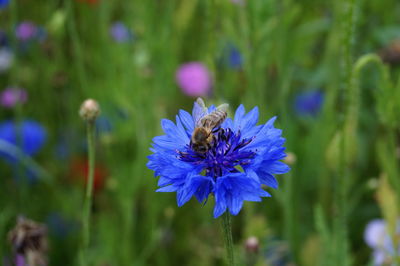 Close-up of bee pollinating on purple flower