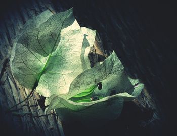 Close-up of leaves