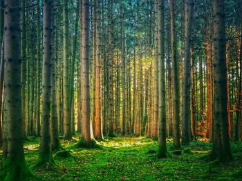 Bamboo trees in forest