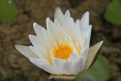 Close-up of white water lily growing outdoors