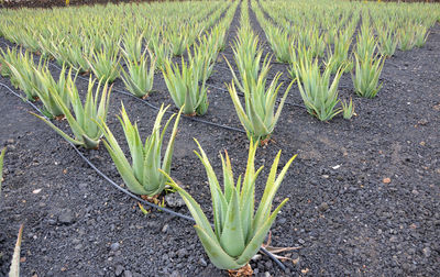 High angle view of corn field