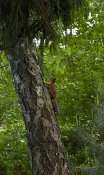 View of monkey on tree trunk