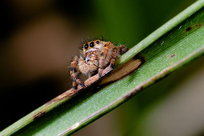 Close-up of spider on leaf