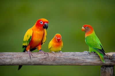 View of parrot perching on wood