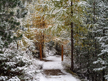 Snow covered footpath amidst trees in forest