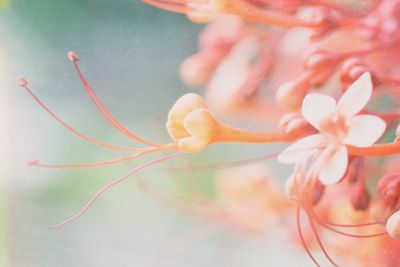 Close-up of woman holding red flowering plant