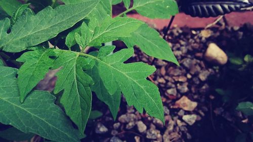 Close-up of green leaves