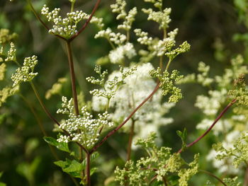 Close-up of flowering plant against blurred background