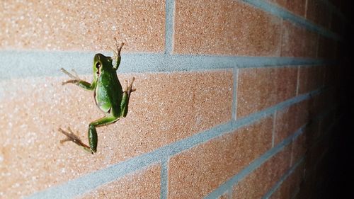 Close-up of insect on wall