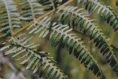 Close-up of fern leaves