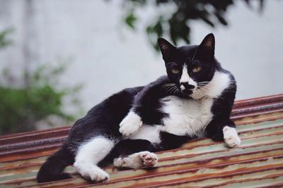 Close-up portrait of cat sitting outdoors