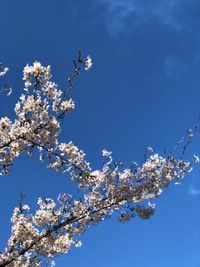 Low angle view of cherry blossom against blue sky