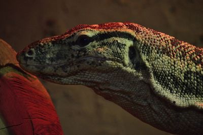 Close-up of asian water monitor at zoo