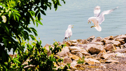 Seagulls on rock