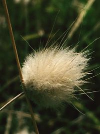 Close-up of white dandelion flower