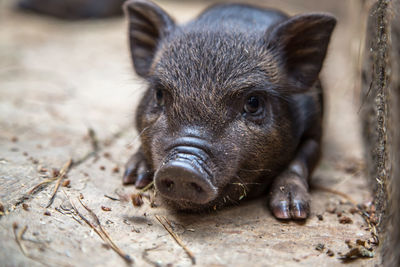 Curious little piglet on a farm looking at the camera.