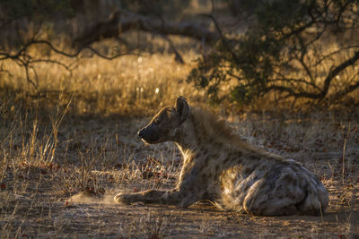 Hyena sitting on land