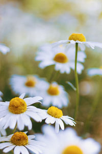 Close-up of yellow flowering plant