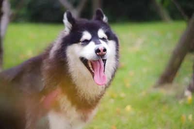 Close-up of dog on grass