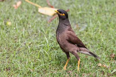 Close-up of bird myna perching on grass