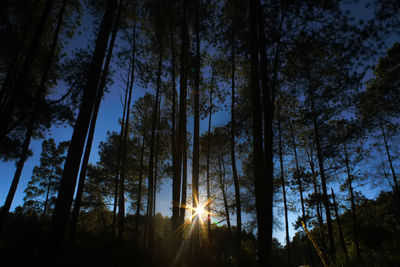Low angle view of sunlight streaming through trees in forest
