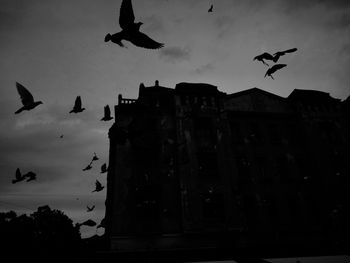 Low angle view of silhouette birds flying against sky