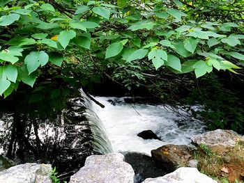 Waterfall in forest