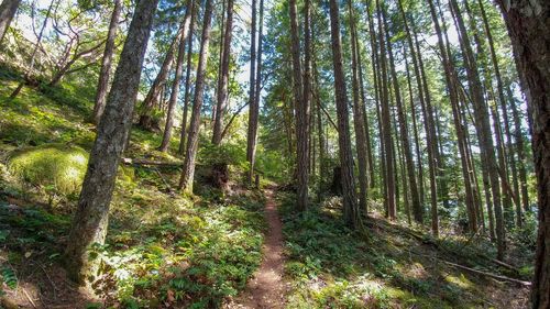 Trees growing in forest