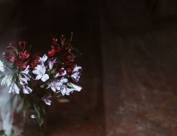 Close-up of flowers against blurred background