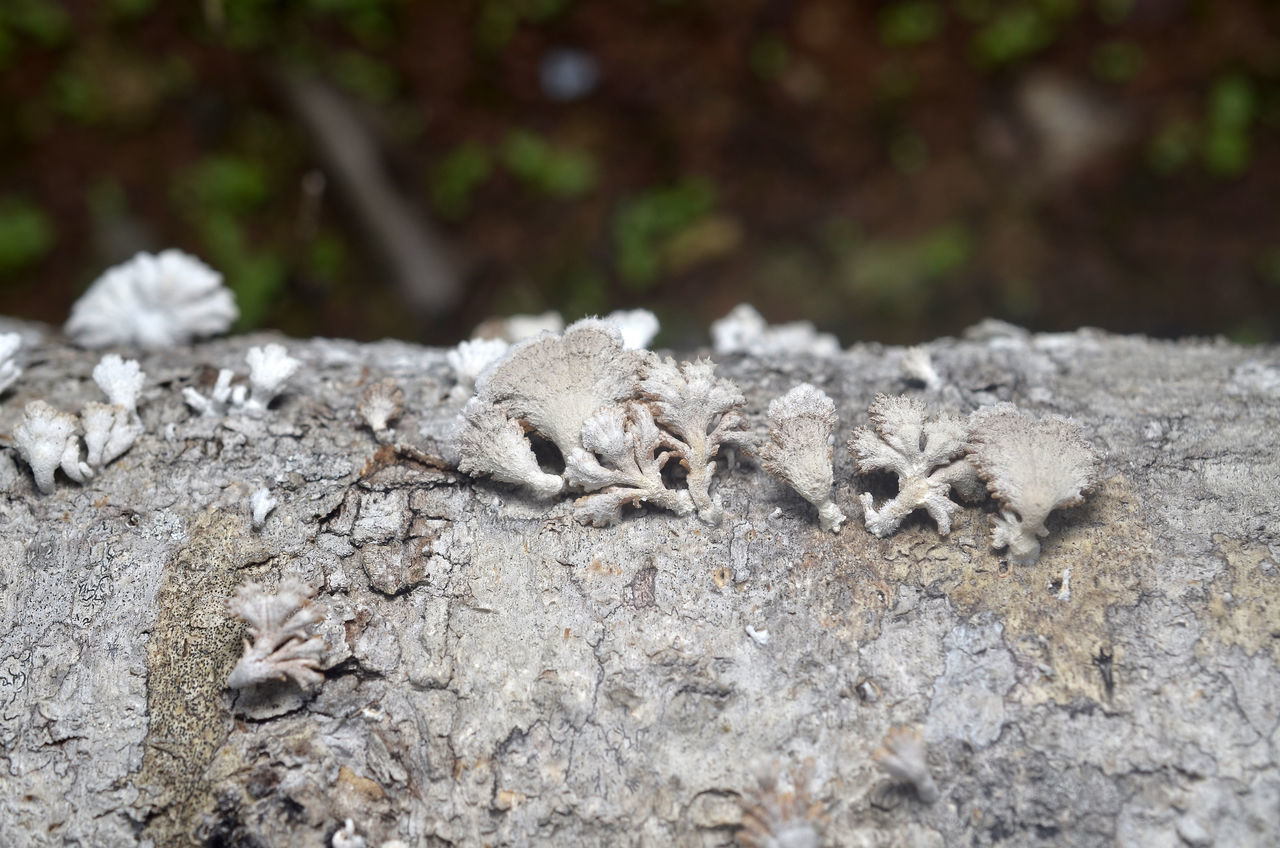 CLOSE-UP OF LIZARD ON GROUND