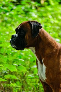 Close-up of a dog looking away